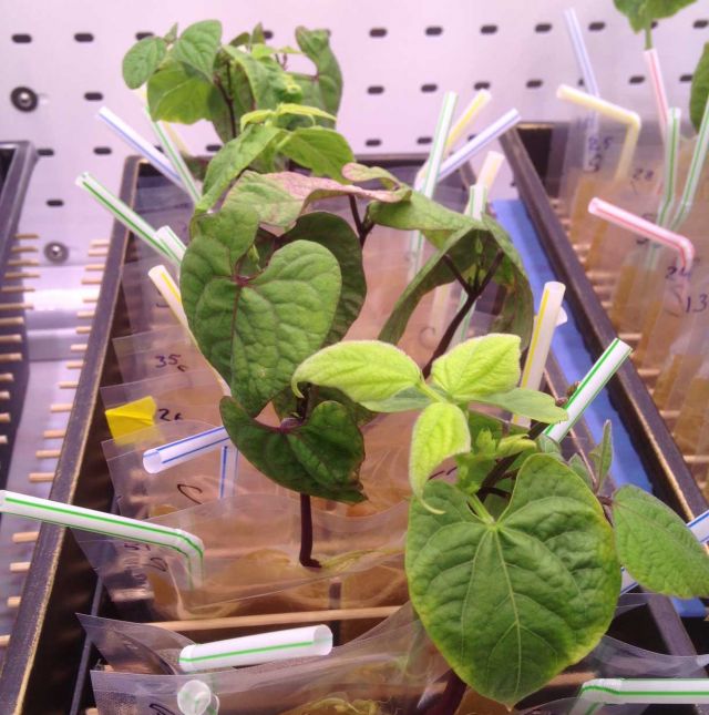 Legume-rhizobia Symbiosis