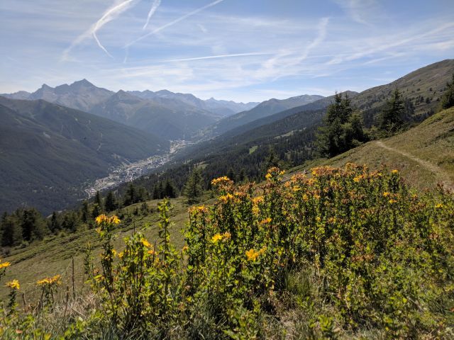 Italian alps in search of Pinus cembra