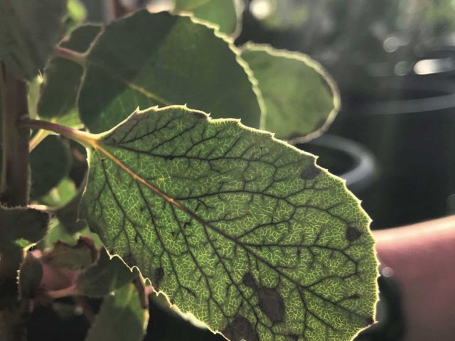 New paper in AJB by Laura Drake Schultheis!