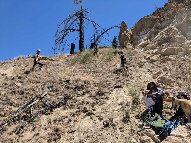 BCDF team summer 2019