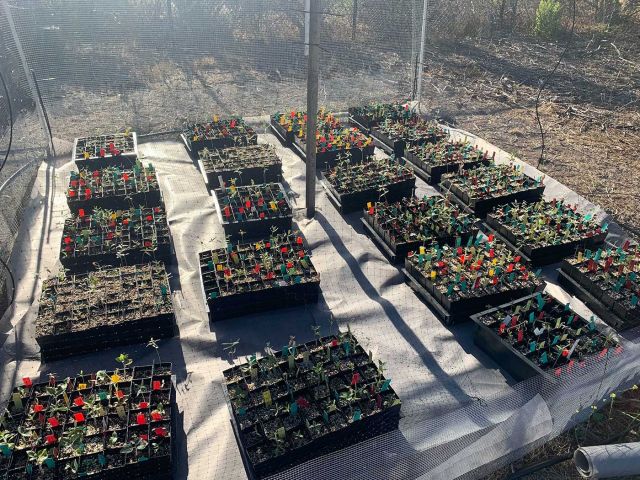 Common garden at CCBER