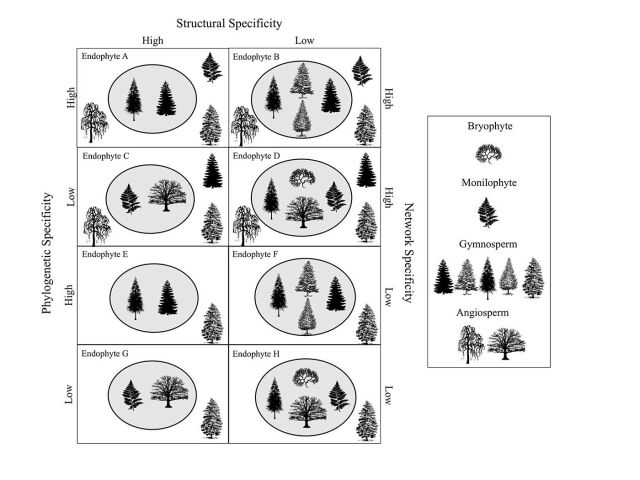 Our analytical piece on host specificity of fungal endophytes is available now in Endophytes of Forest Trees