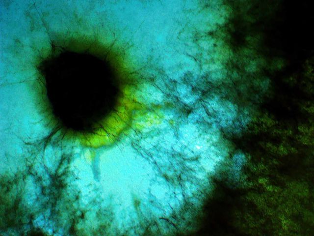 Fungi make great art