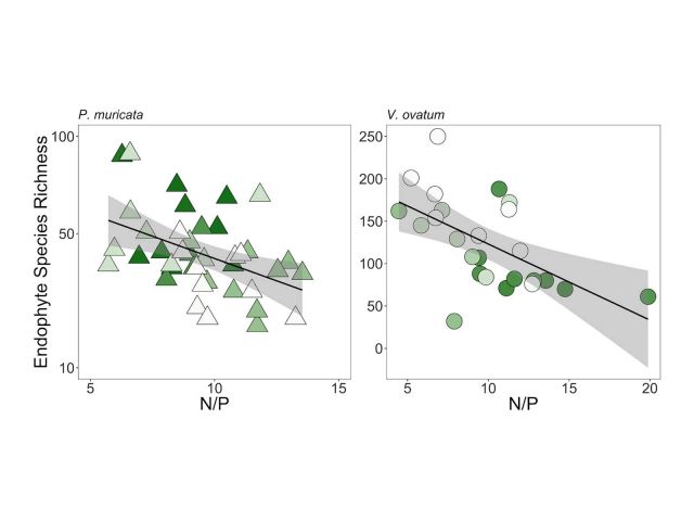 New paper in New Phytologist!