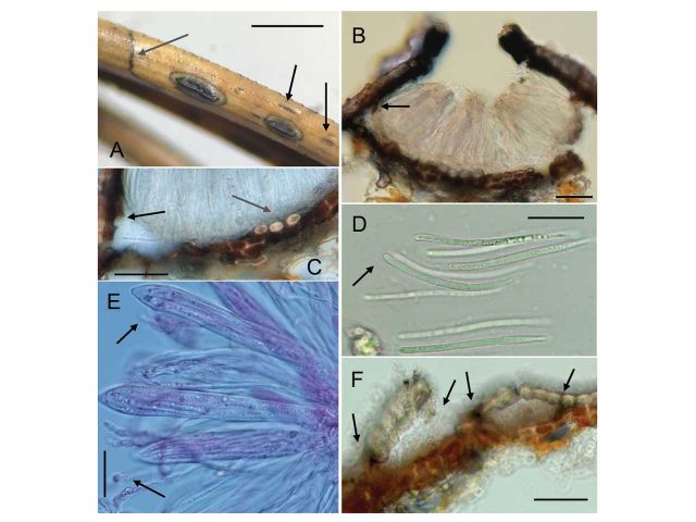 Pine-associated Endophytes