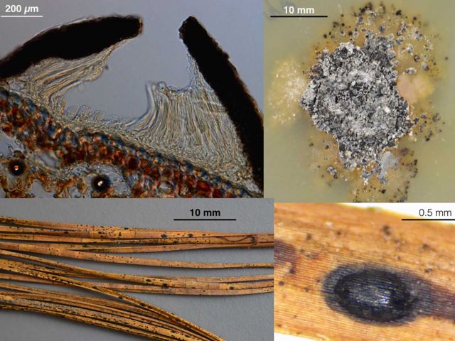 First genome annotation of Lophodermium nitens available