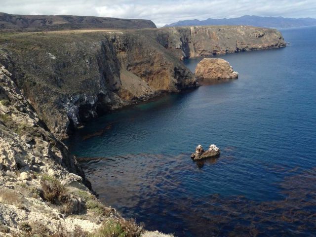 Bishop pines at Santa Cruz Island